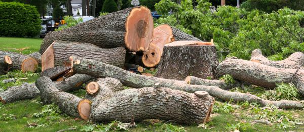 Large Tree Removal in Spring