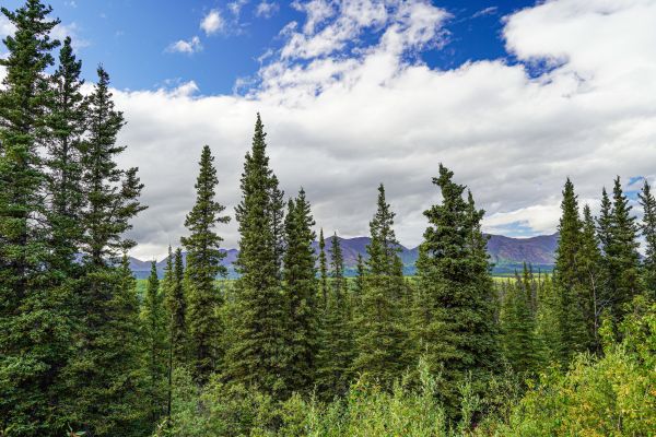 Spruce Tree Removal in Spring