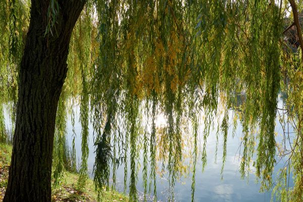Willow Tree Removal in Spring