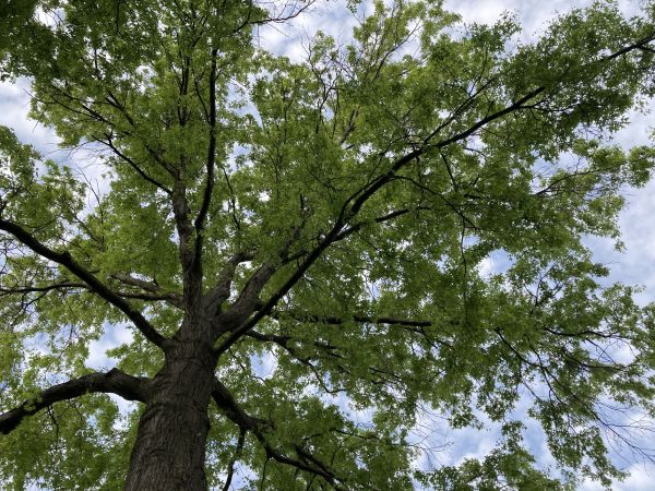 Oak Tree Removal in Spring