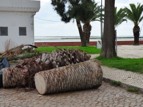 Palm Trees Removal in Spring