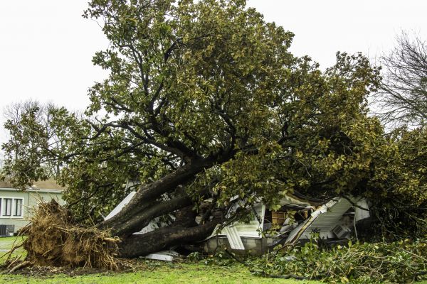 Fallen Tree Removal in Spring