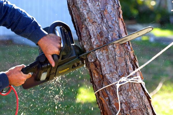 Dead Tree Removal in Spring