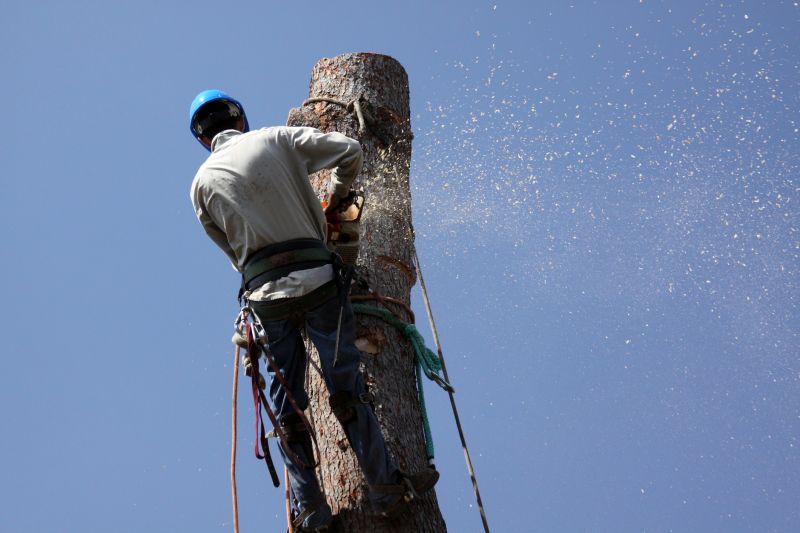 Tree Removal