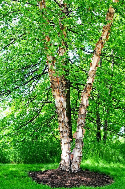 Birch Tree Removal