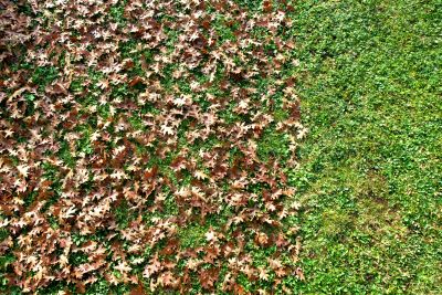 Leaf Disposal