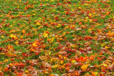 Efficient Leaf Cleanup