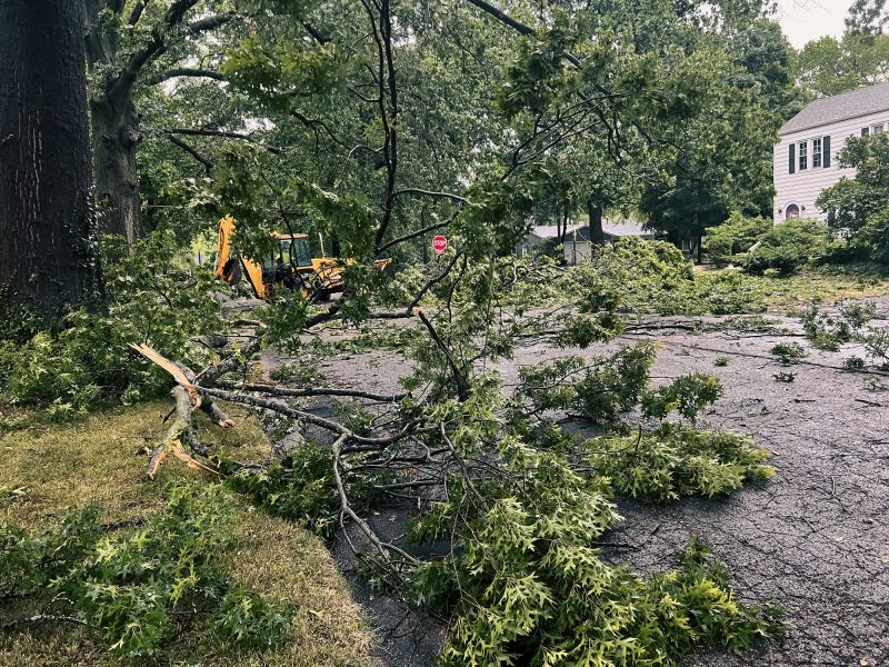 Storm Damage Tree Down