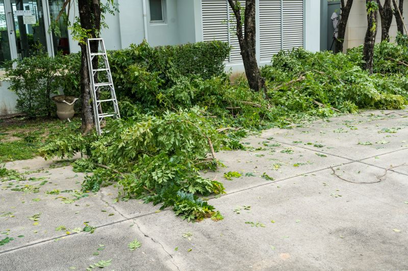 Dead Tree Removal detail