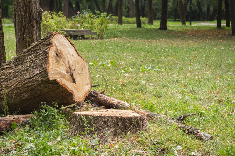 Dead Tree Removal detail
