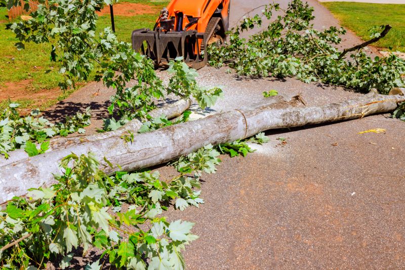 Fallen Tree Removal detail