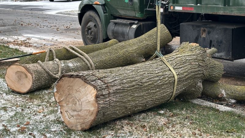 Maple Tree Removal