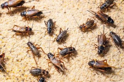 Cricket Control Service