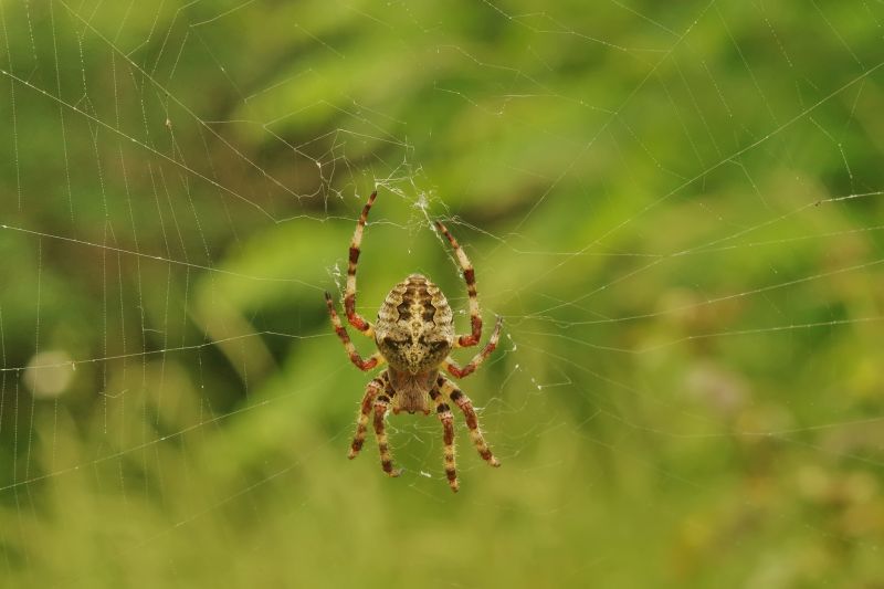 Spider Extermination Service