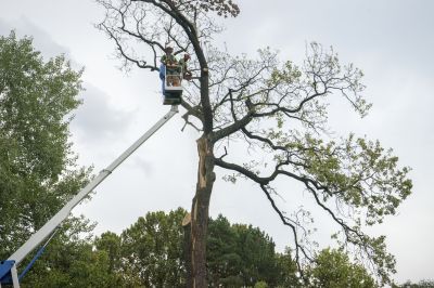 Tree Removal in Spring