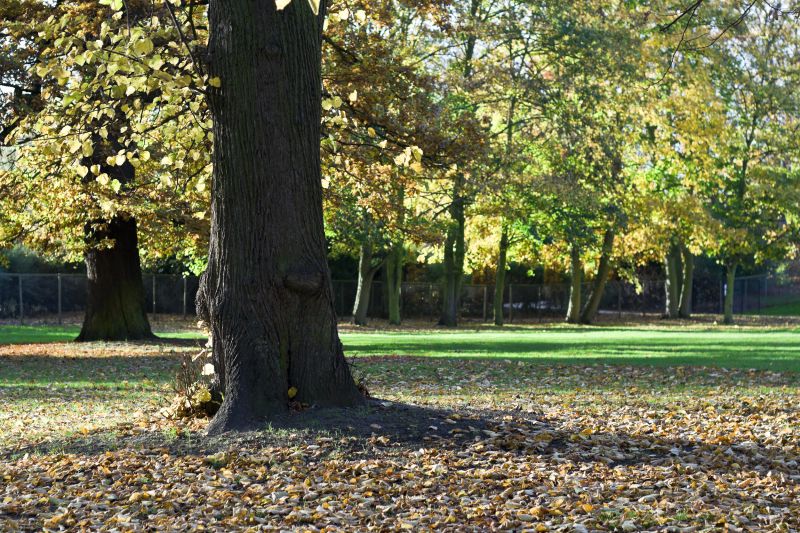 Fall Tree Removal