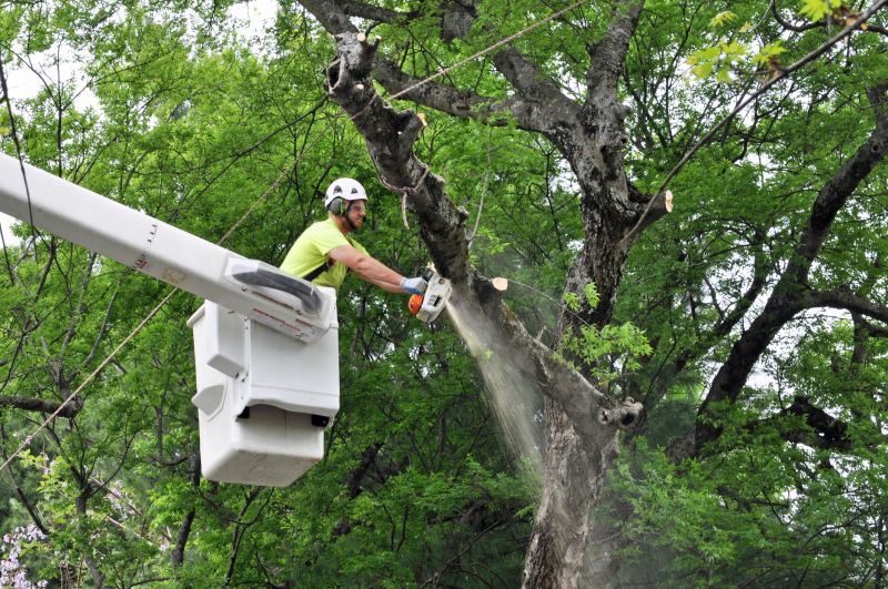 Tree Structure Assessment