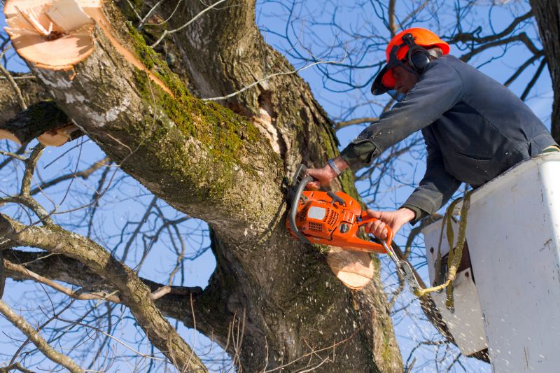 Tree Removal Companies