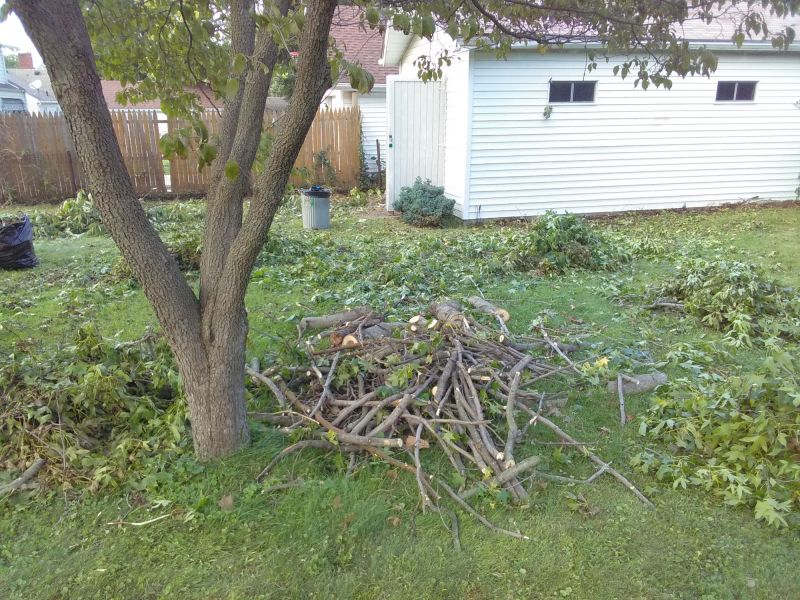 Spring Tree Removal