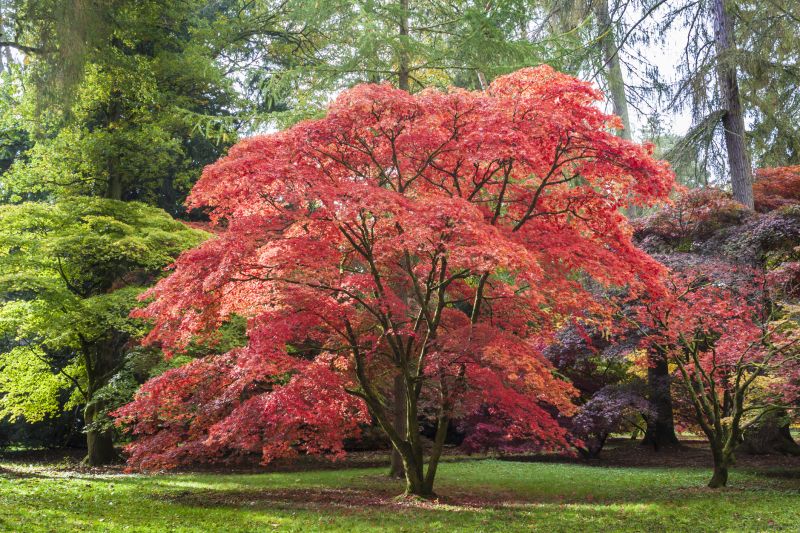 Autumn Benefits